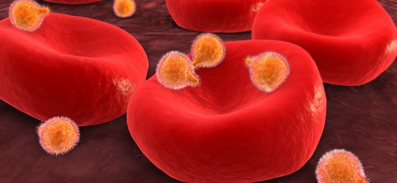 Кровь с малярийными паразитами