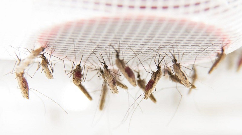 Малярийные комары