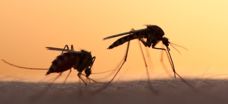 Малярийные комары на коже