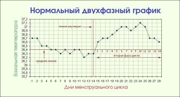 Двухфазный график базальной температуры