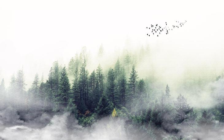 фотообои 3д природа лес в тумане