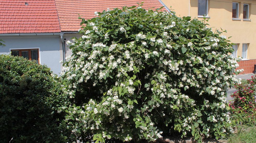 Chubushnik koronární