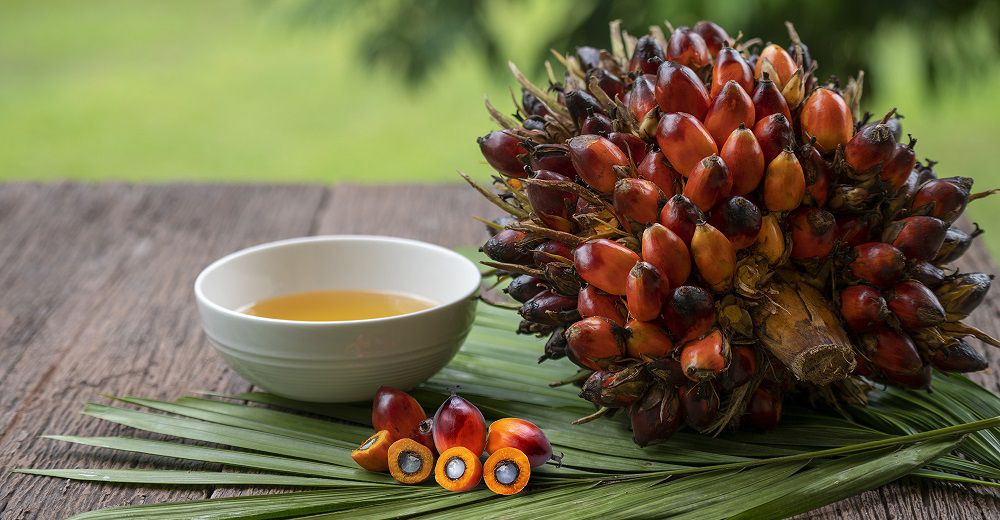 Пальмовое масло в тарелке и плоды пальмового дерева