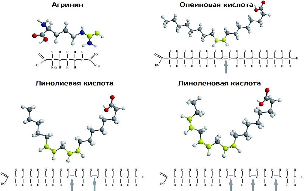 Молекулы и формулы аргинина, олеиновой кислоты, линолиевой кислоты и линоленовой кислоты