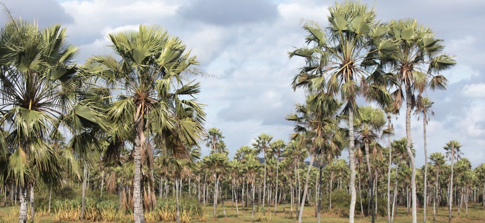 Плантации бразильской восковой пальмы