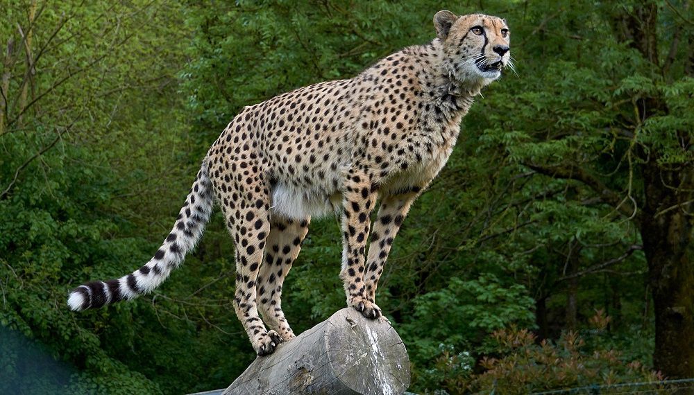 Гепард - самое быстрое сухопутное животное в мире