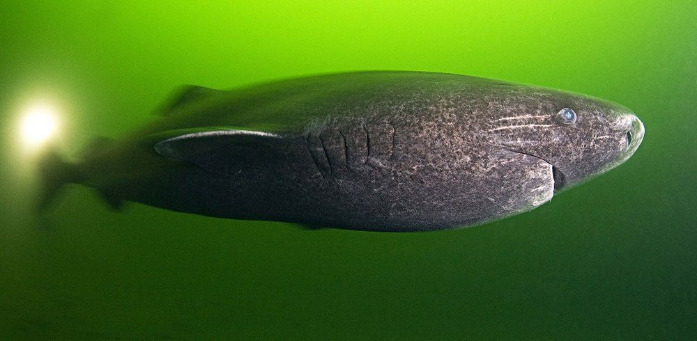 Гренландская акула (рыба)