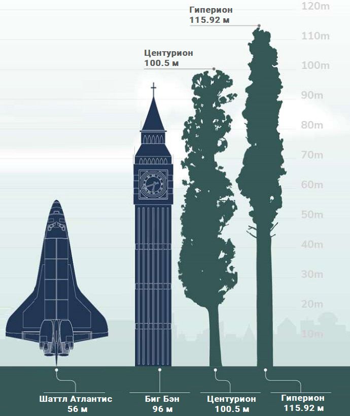 Сравнение самых высоких деревьев с другими объектами