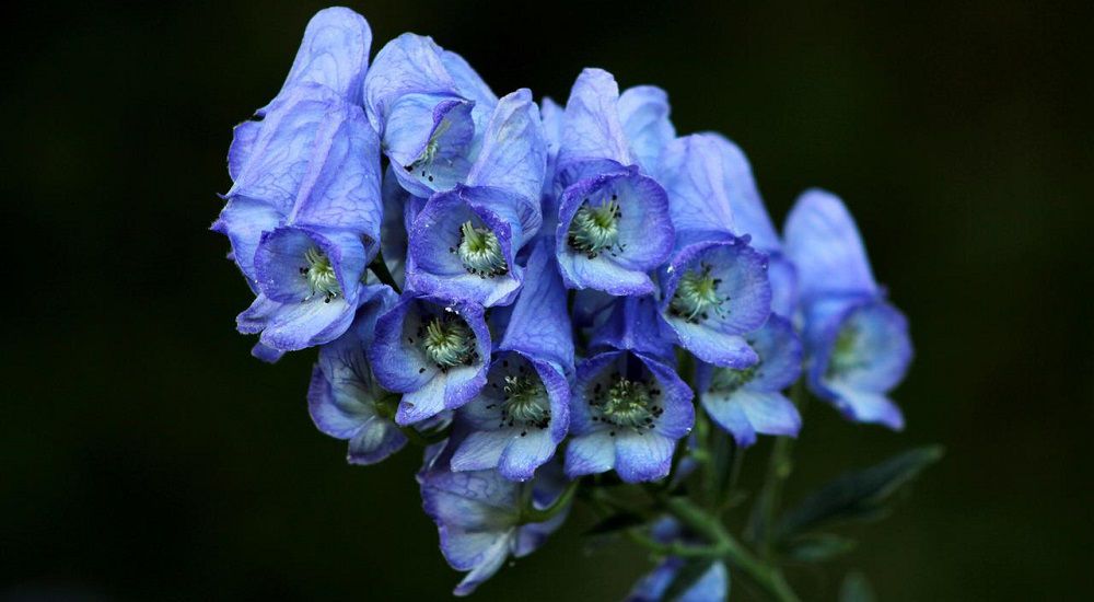 Цветки аконита голубого цвета