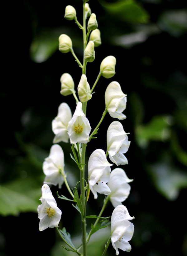 Цветки аконита белого цвета