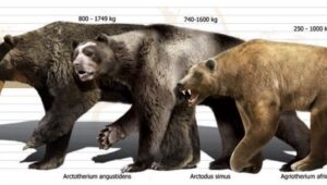Самые большие медведи, которые вымерли: Arctotherium angustidens, Arctodus simus и Agriotherium africanum