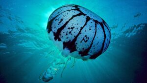 Медуза пурпуроволосая (фото)