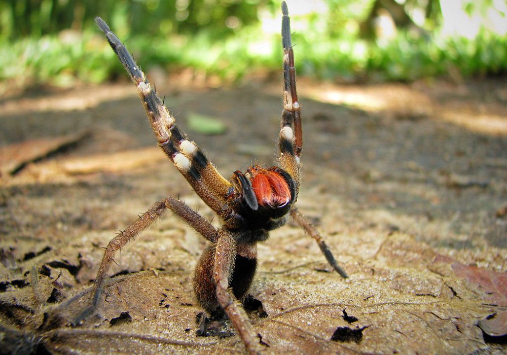 Странствующий бразильский паук