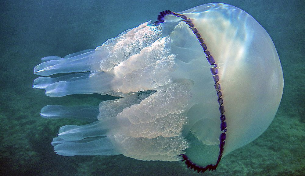 Медуза-бочка