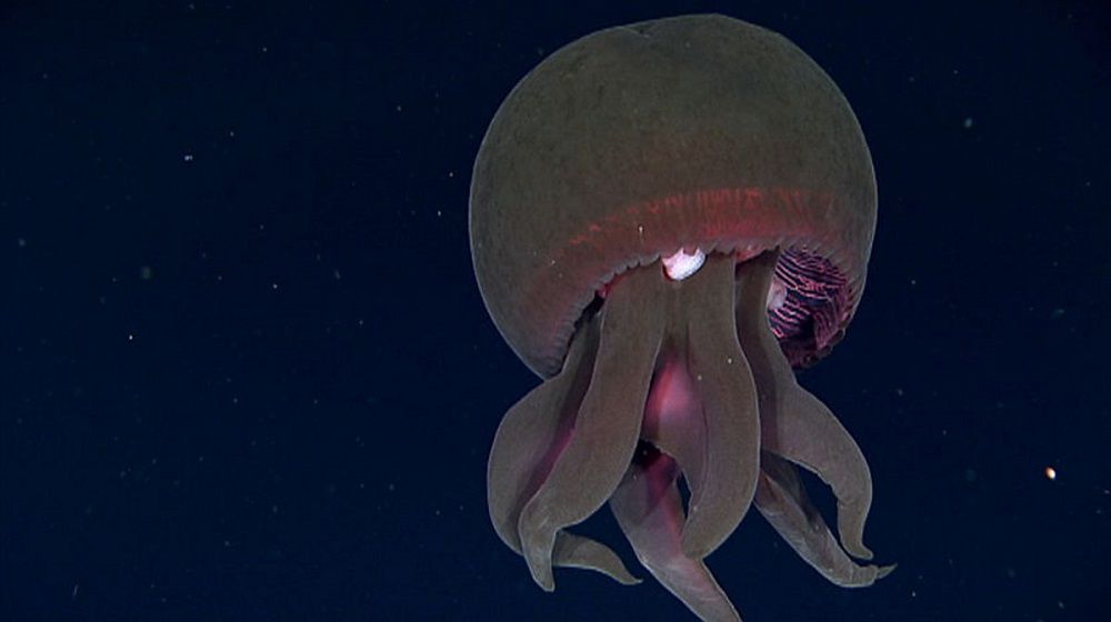 Большая красная медуза