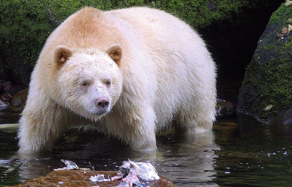 Медведь кермодский 