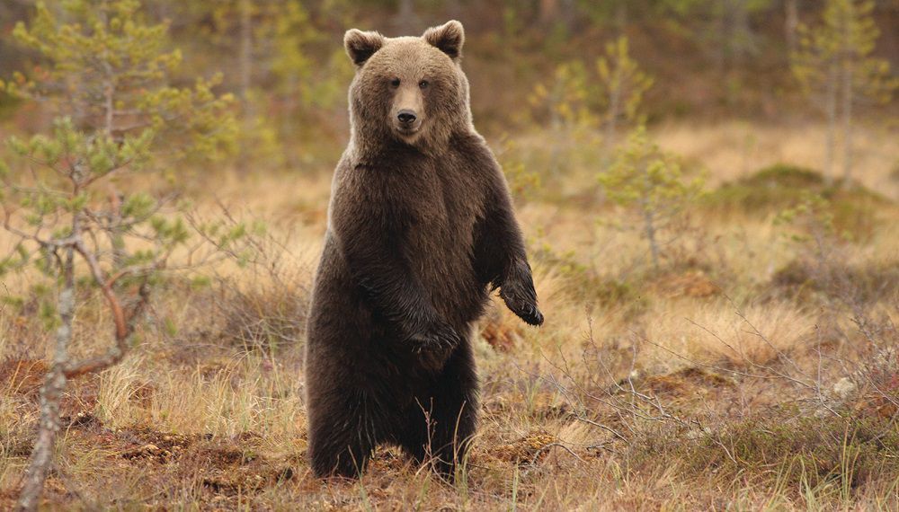 Бурый сибирский медведь