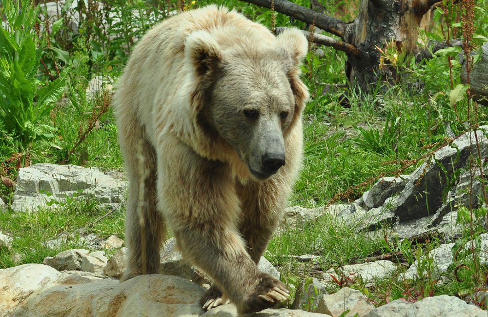 Бурый тяньшанский медведь