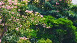 Муравьиное дерево с цветами и листвой