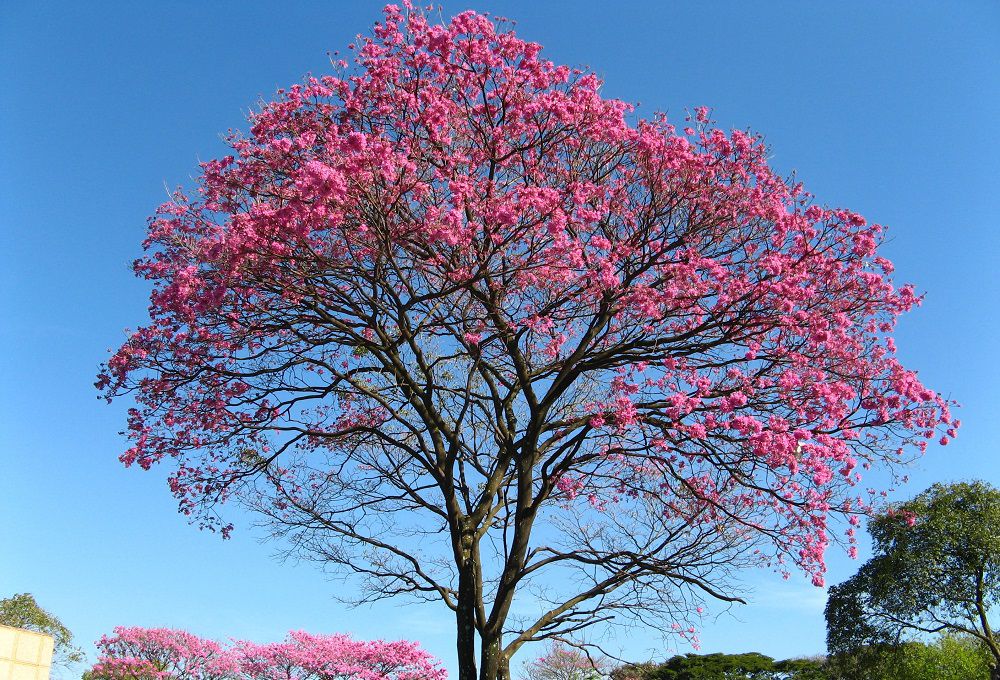 Муравьиное дерево в период цветения